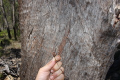 Eucalyptus latisinensis