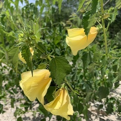 Hibiscus dongolensis