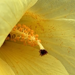 Hibiscus dongolensis