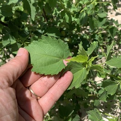 Hibiscus dongolensis