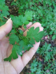 Crataegus microphylla