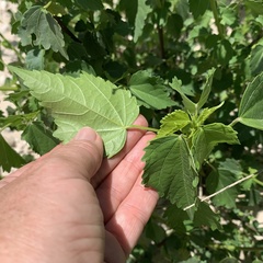 Hibiscus dongolensis
