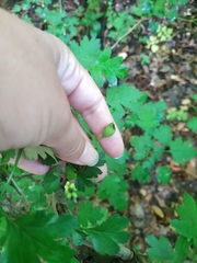 Crataegus microphylla