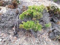 Verticordia plumosa