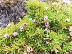 Verticordia plumosa