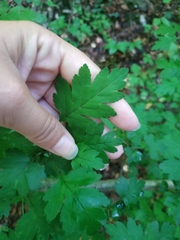 Crataegus microphylla