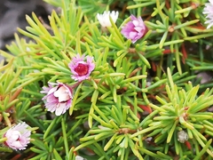 Verticordia plumosa