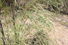 Grevillea parallela