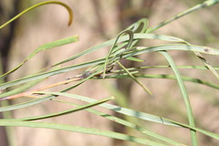 Grevillea parallela