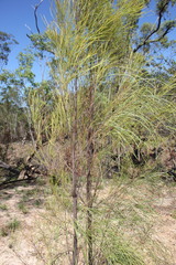 Grevillea parallela