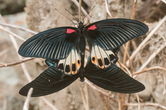 Papilio memnon heronus