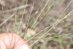 Digitaria breviglumis