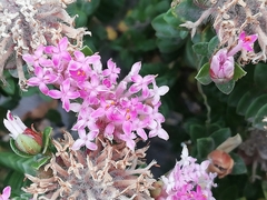 Pimelea ferruginea