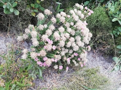 Pimelea ferruginea