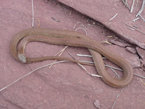 Photo of a Pygmy Mulga Snake (Pseudechis weigeli)