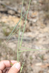 Digitaria breviglumis