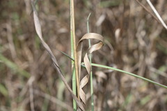 Digitaria breviglumis