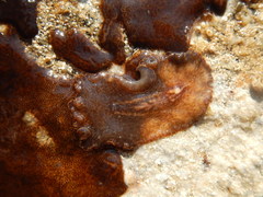 Stylochoidea