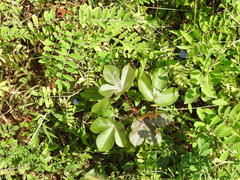 Jatropha maheshwarii