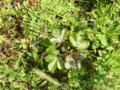 Jatropha maheshwarii