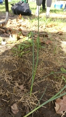 Allium schoenoprasum