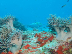Acanthurus xanthopterus
