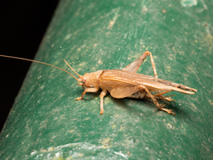 Aphonoides