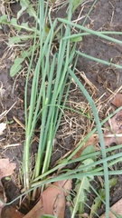 Allium schoenoprasum