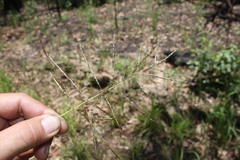 Bothriochloa bladhii