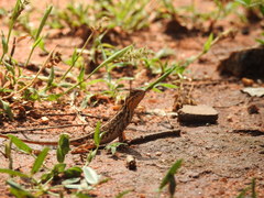 Sitana marudhamneydhal