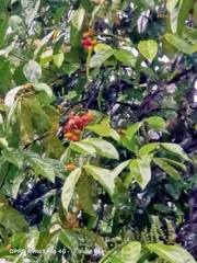 Gnetum gnemon