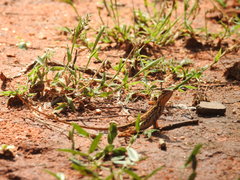 Sitana marudhamneydhal