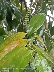 Gnetum gnemon