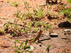 Sitana marudhamneydhal