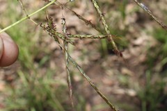 Bothriochloa bladhii