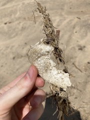 Anoplocapros inermis