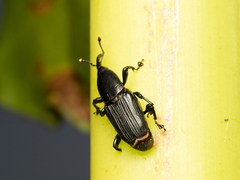 Odoiporus longicollis