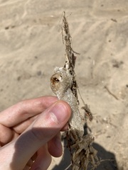 Anoplocapros inermis