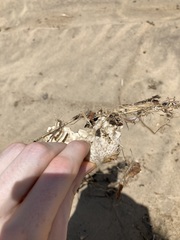 Anoplocapros inermis