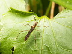Marcius longirostris
