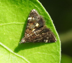 Heliothelinae