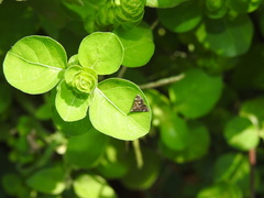 Heliothelinae