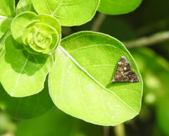 Heliothelinae