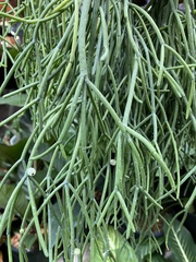 Rhipsalis clavata