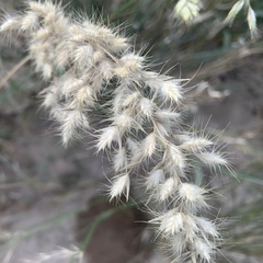 Schmidtia pappophoroides