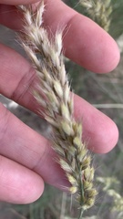 Schmidtia pappophoroides
