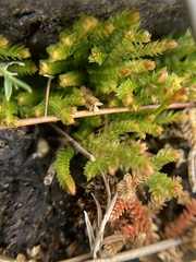 Selaginella uliginosa