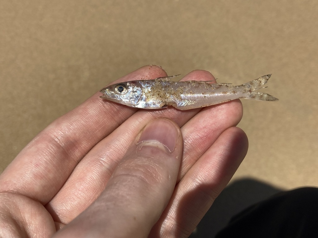 trumpeter whiting