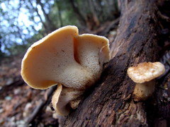 Polyporus mcmurphyi