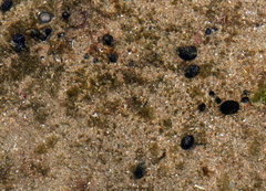 Eudistoma caeruleum